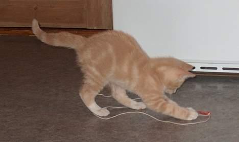 Huskat Casper <'3Miin<'3 - En snor <´3 billede 13