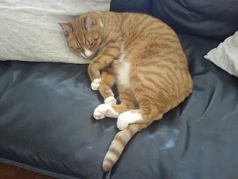 Huskat Helmut alias Mushi billede 10