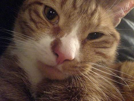 Huskat Helmut alias Mushi billede 11