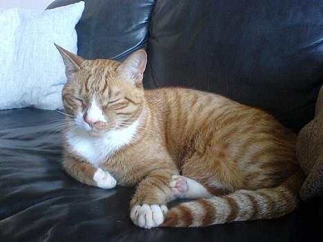 Huskat Helmut alias Mushi billede 12