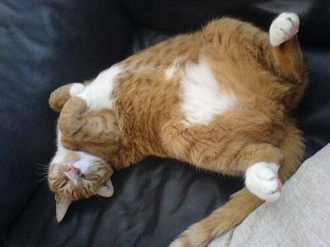 Huskat Helmut alias Mushi billede 13