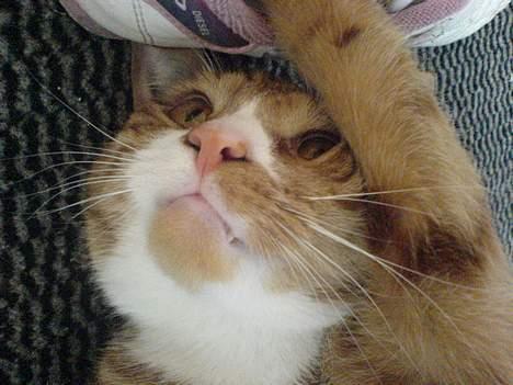 Huskat Helmut alias Mushi billede 14