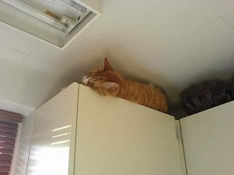 Huskat Helmut alias Mushi - Ha ha i kan ikke nå mig... billede 15