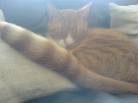 Huskat Helmut alias Mushi billede 16