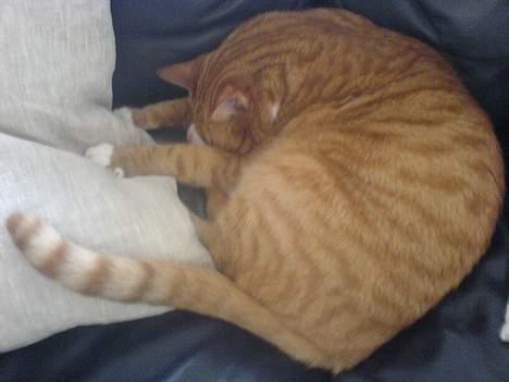 Huskat Helmut alias Mushi billede 17