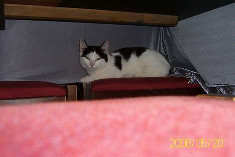 Huskat Molly **Død 29 maj 2006** billede 13