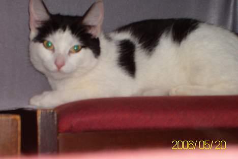 Huskat Molly **Død 29 maj 2006** billede 14