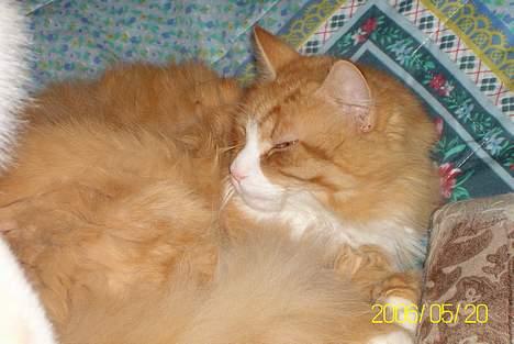 Maine Coon Lucas billede 10