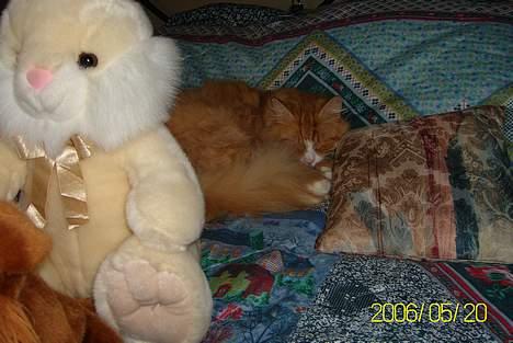 Maine Coon Lucas billede 11