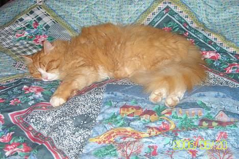 Maine Coon Lucas billede 12