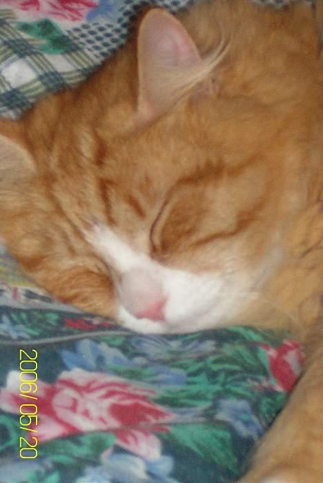 Maine Coon Lucas billede 13