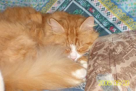 Maine Coon Lucas billede 14