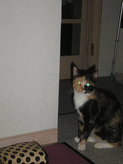 Huskat Possum ( Løbet Væk ) - skal jeg hopper billede 12