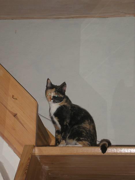 Huskat Possum ( Løbet Væk ) billede 13