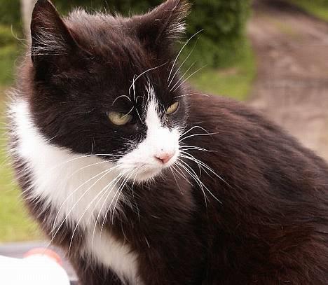 Blanding af racer Tanja - Uha, det er smukke mig. billede 1