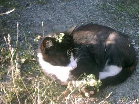 Blanding af racer Tanja - Med blomster.. jeg elsker at være fin. billede 2