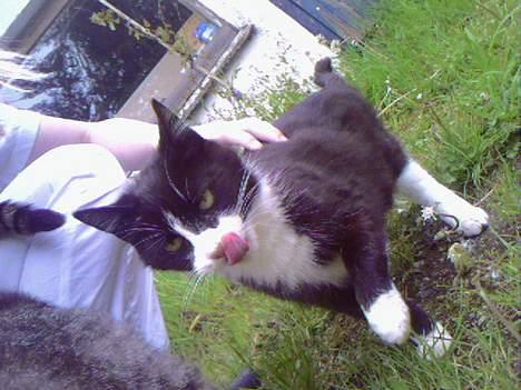 Blanding af racer Tanja - Mums.. det mad smagte godt. billede 3