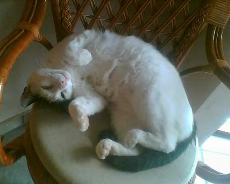 Huskat Pjuske <3  R.I.P - Jeg elsker at ligge i den her stol,, hehe =) billede 10