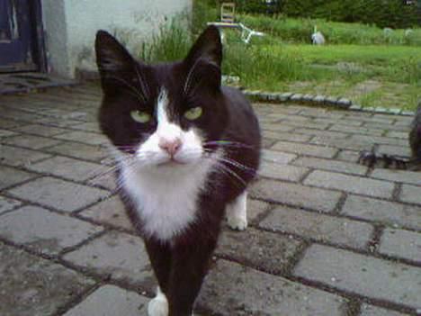 Blanding af racer Tanja - Skal der tages billeder ? billede 4