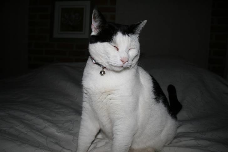 Huskat Pjuske <3  R.I.P - nyt (: billede 11