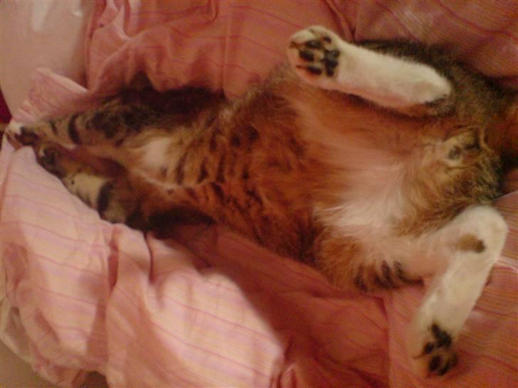 Huskat Sofus <3 - jeg ved godt at jeg er lækker <3 billede 8