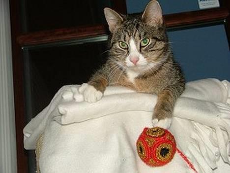 Huskat Sofus <3 - Sofus ligger på sit kradsebræt med en boldt i poten :b billede 9