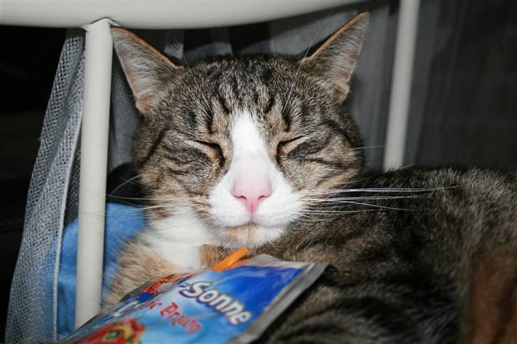 Huskat Sofus <3 - nyt . hehe :b billede 10