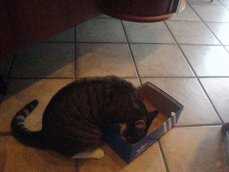 Huskat Sofus <3 - Han prøver at kravle ned i kassen ? dumme dreng :b haha   billede 11