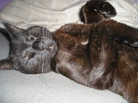 Blanding af racer Lucky (bette missen) - Ahh .. billede 6