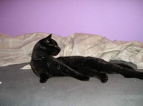 Blanding af racer Lucky (bette missen) billede 7