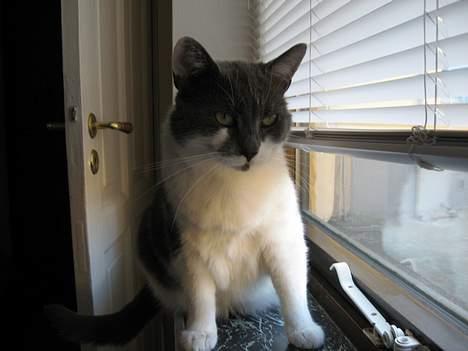 Huskat Vildkat - "Jeg har lige fået øje på en fugl udenfor" billede 10