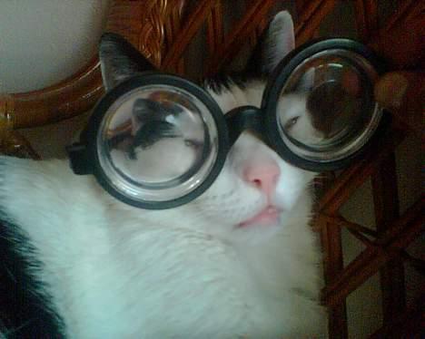 Huskat Pjuske <3  R.I.P - Jeg er bare sej med de her briller.. :p billede 12