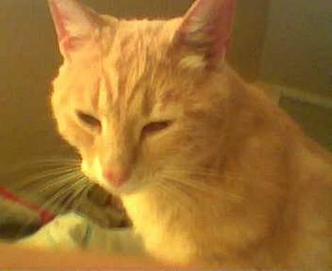 Blanding af racer Garfieldt - det er Fille der lige er vågnet.... hehe... God morgen... billede 1