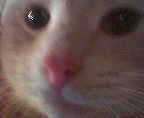 Blanding af racer Garfieldt - ejj... Fille din lille nysgerrige kat.... hehe... billede 2