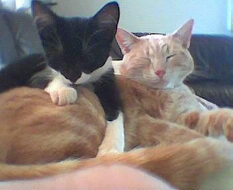 Blanding af racer Garfieldt - Fille der sover... hehe... og Locky er også faldet i søvn... hehe... er de ikk søtte...?? billede 3