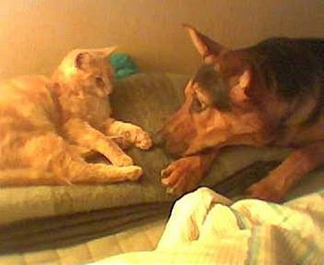 Blanding af racer Garfieldt - UUUU.... vil du ikk lege med lille mig fille....?? hehe.... billede 4