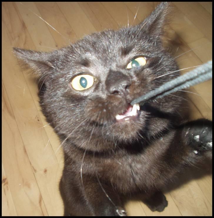 Blanding af racer Bertil - Psyko mis ;) billede 1