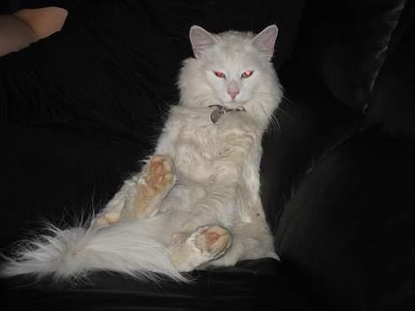 Norsk Skovkat Safir billede 14