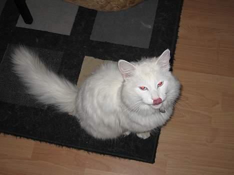 Norsk Skovkat Safir billede 15