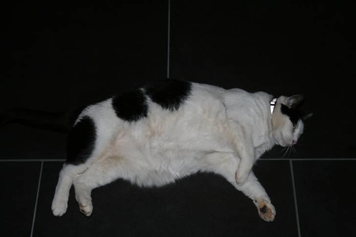 Huskat Pjuske <3  R.I.P - 2009 billede 13