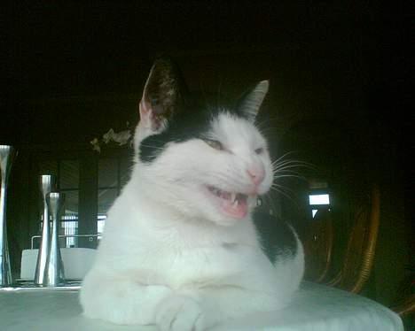 Huskat Pjuske <3  R.I.P - Sådan ser jeg altid ud når jeg ser fluer .. hehe billede 14