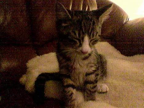 Huskat Sofus <3 - Sofus som killing, <3 billede 12