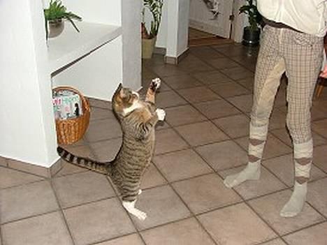 Huskat Sofus <3 - Sofus danser :b billede 13