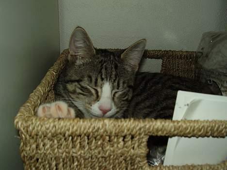 Huskat Sofus <3 - Den er bare så søød, den ligger i min kurv (: billede 14