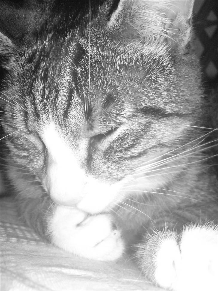 Huskat Sofus <3 - han er da sød <3 billede 15