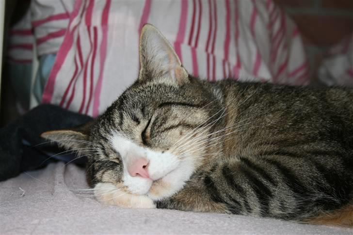 Huskat Sofus <3 - er jeg ikke sød ? (: billede 16