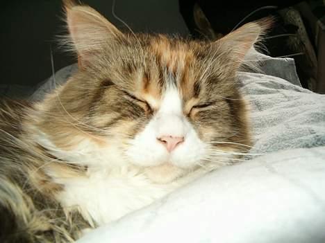 Maine Coon Mon Cherie---død--- billede 10