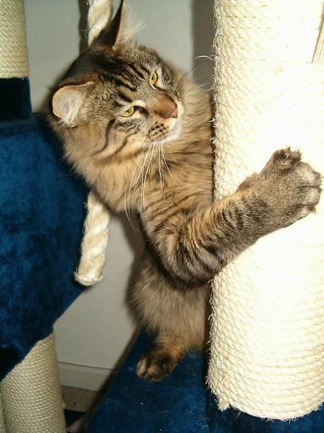 Maine Coon Tazz Tilbage ved ejer billede 1