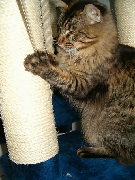 Maine Coon Tazz Tilbage ved ejer billede 3