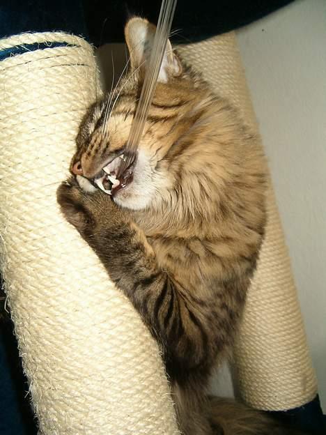 Maine Coon Tazz Tilbage ved ejer billede 4